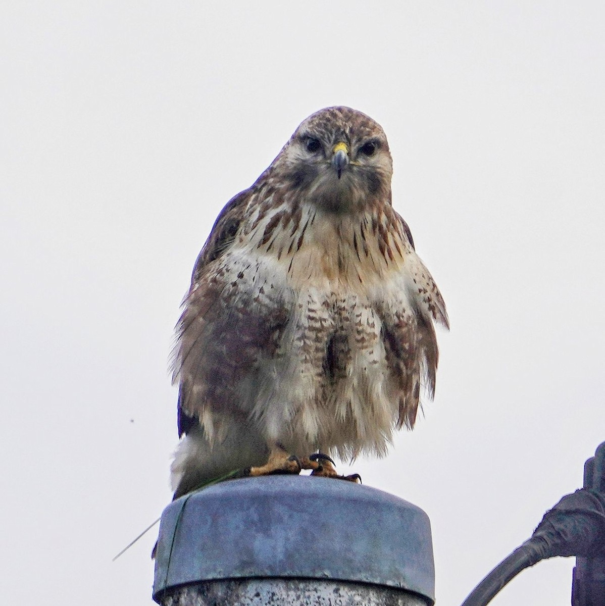 Eastern Buzzard - ML647650166