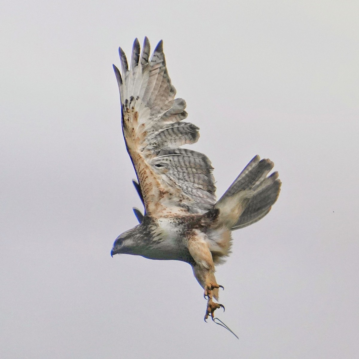 Eastern Buzzard - ML647650169