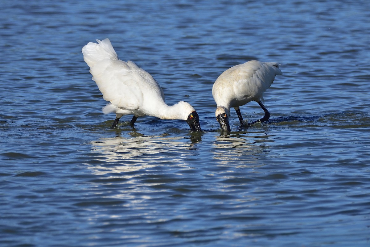 Косар королівський - ML647650245