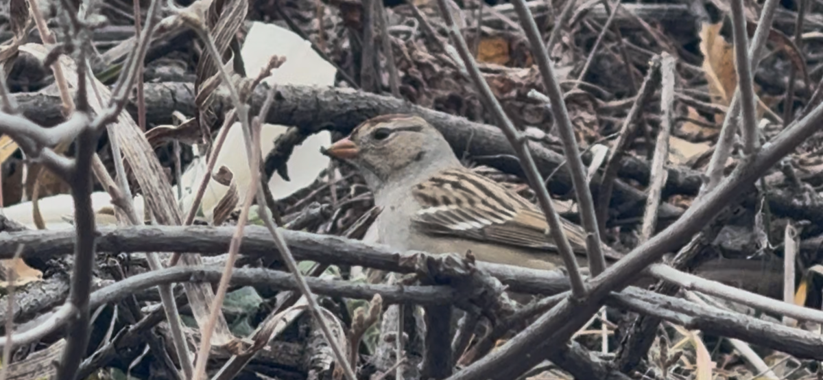 Dachsammer - ML647650248