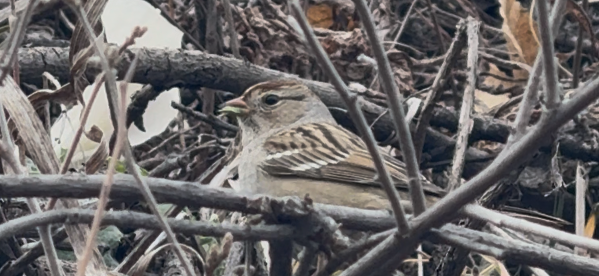 Dachsammer - ML647650249