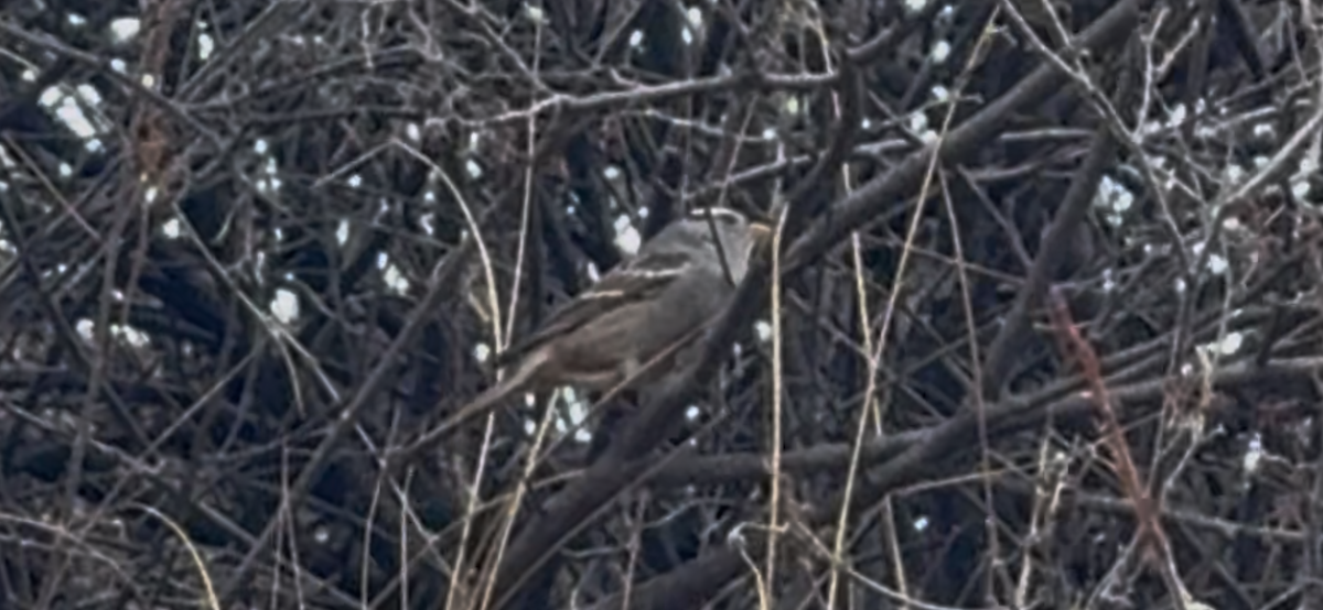 Dachsammer - ML647650251