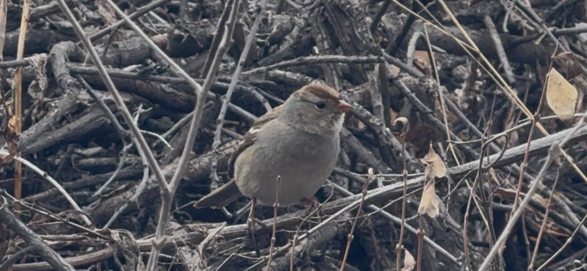 Dachsammer - ML647650252