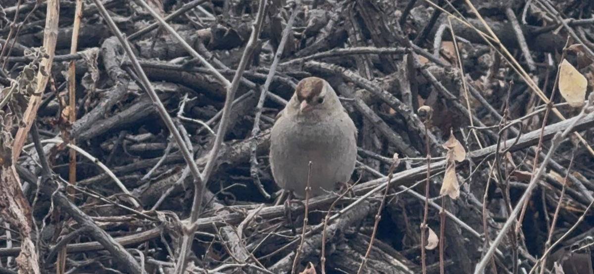 Dachsammer - ML647650255