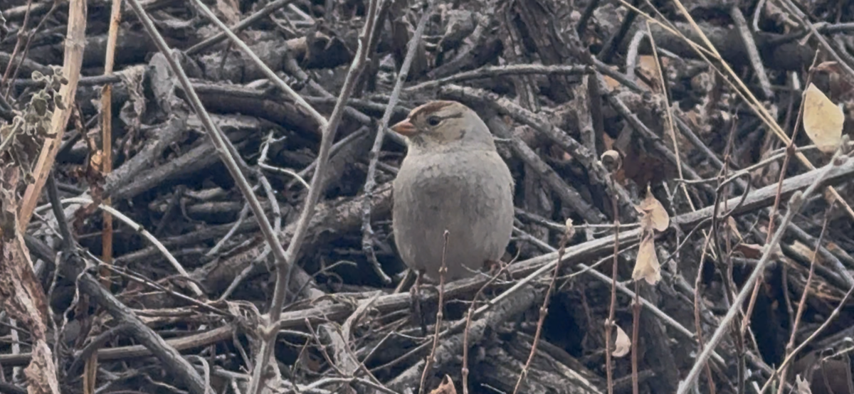 Dachsammer - ML647650256