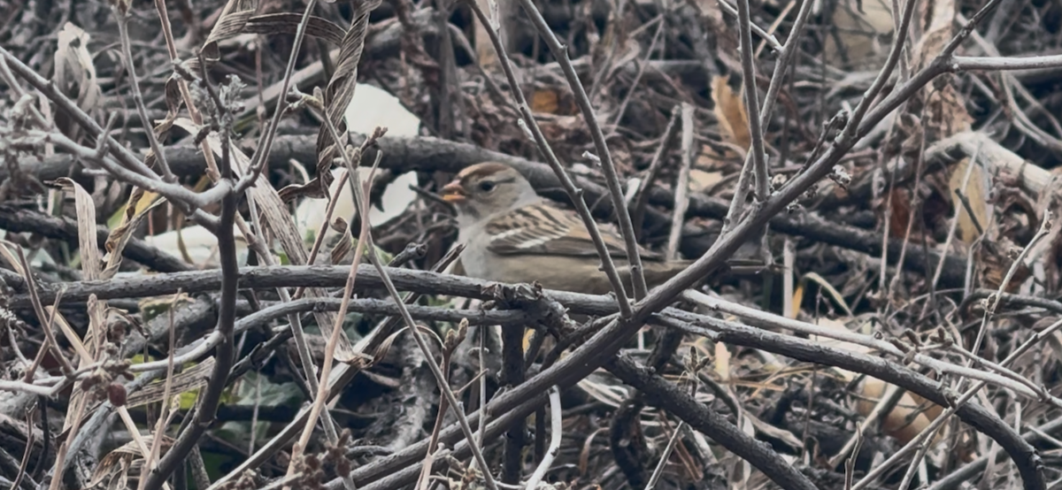 Dachsammer - ML647650258