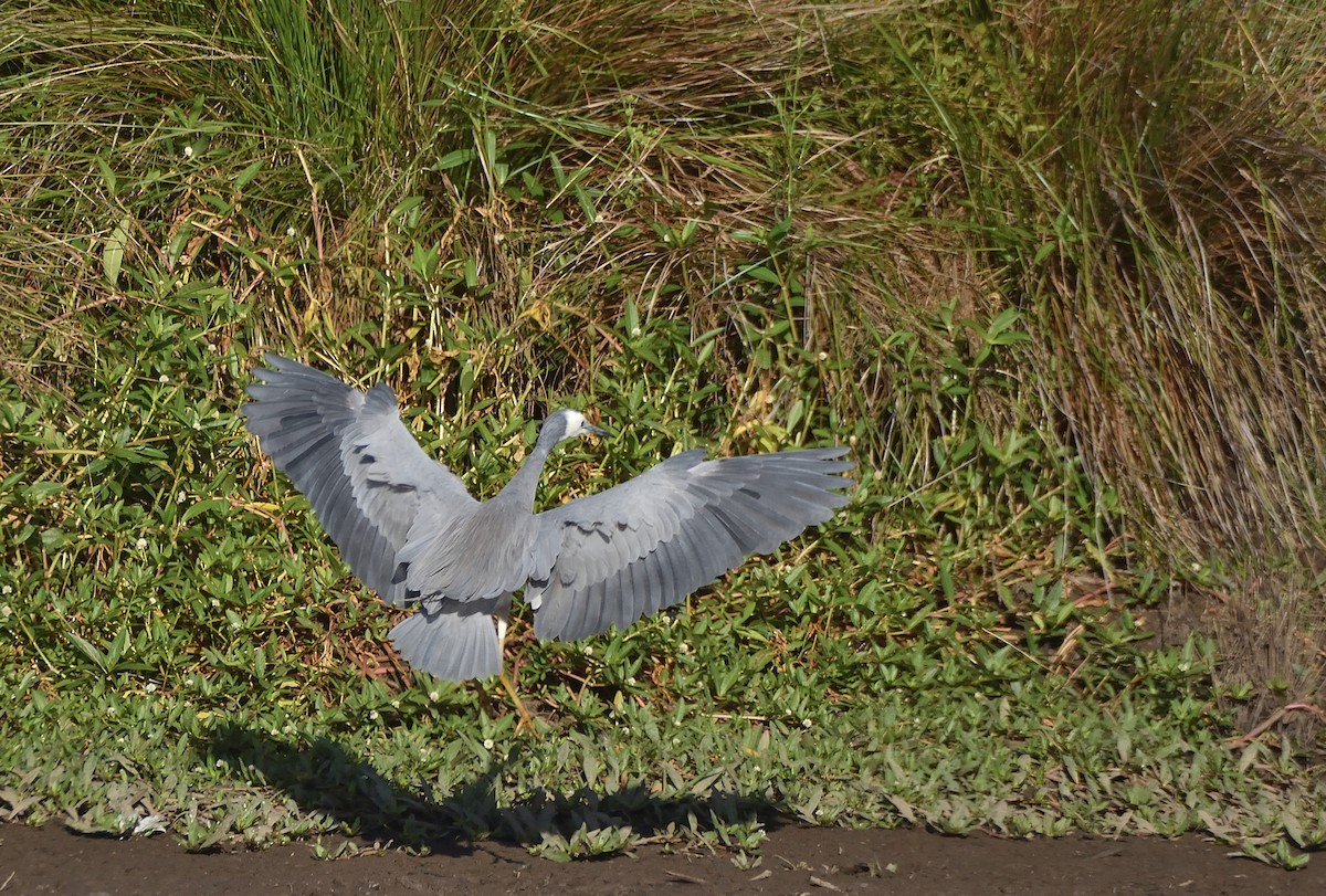 White-faced Heron - ML647650266