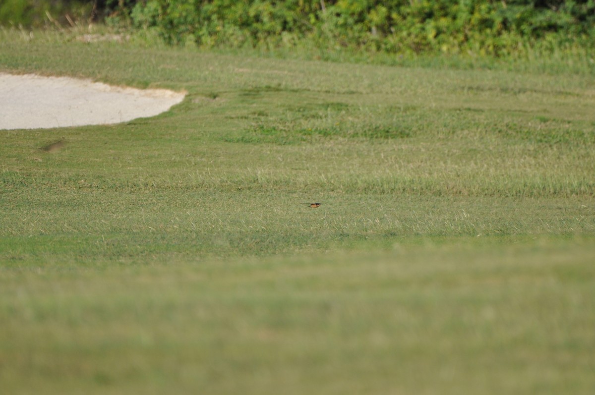 Ластівка сільська - ML647650267