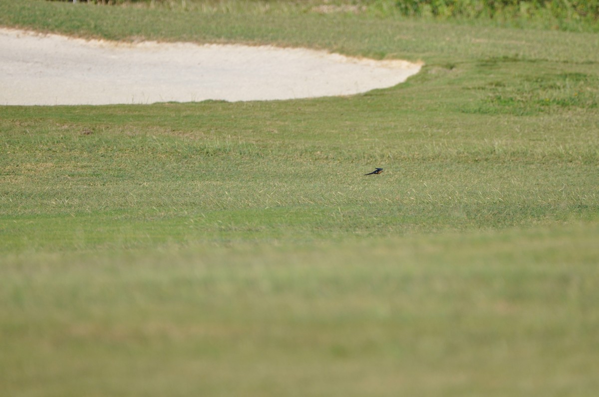 Ластівка сільська - ML647650268