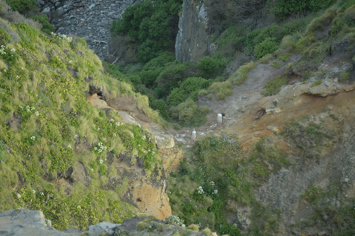 Пінгвін жовтоокий - ML647650287