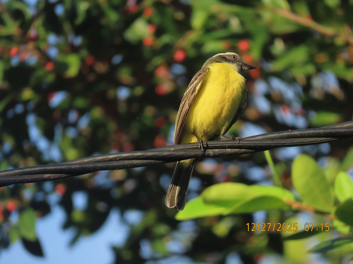 Tyran sociable - ML647650289