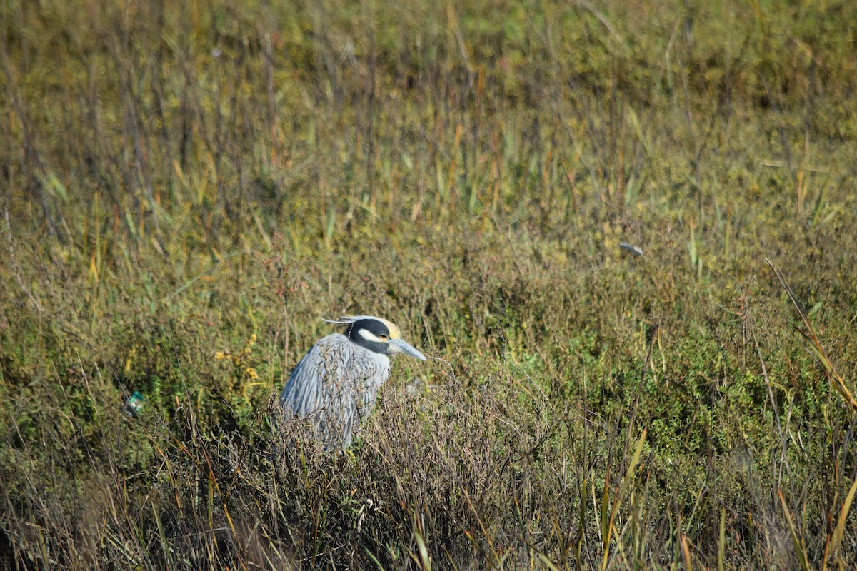 kvakoš žlutočelý - ML647650290