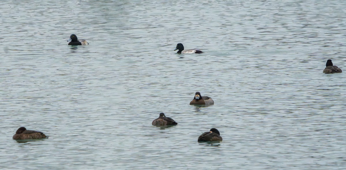 Морская чернеть - ML647650340