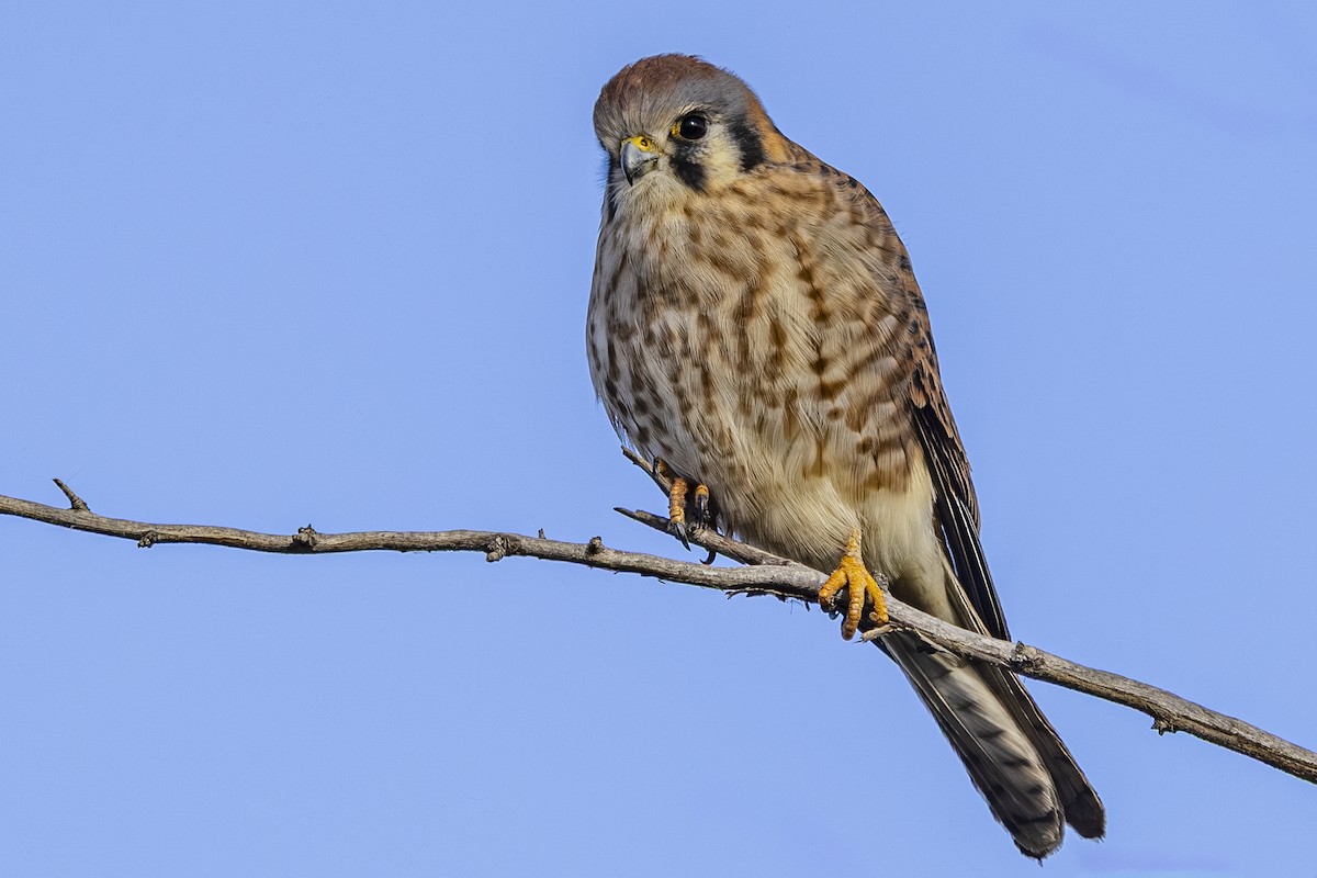 American Kestrel - ML647650355