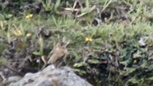 Paramo Pipit - ML647650357