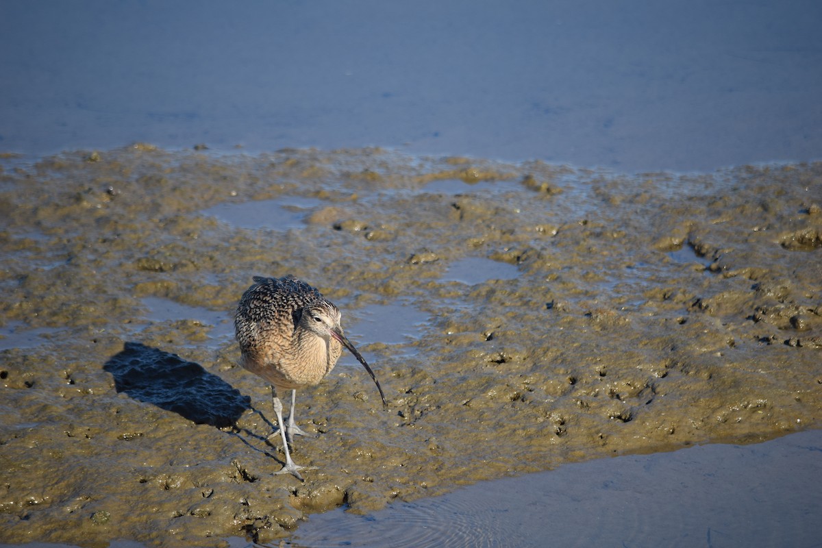 Long-billed Curlew - ML647650374