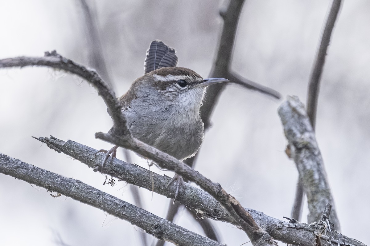 Bewick's Wren - ML647650375