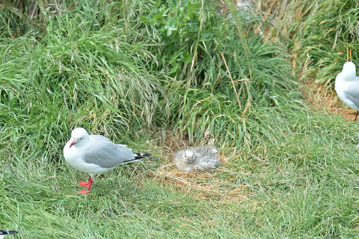 Мартин австралійський - ML647650443