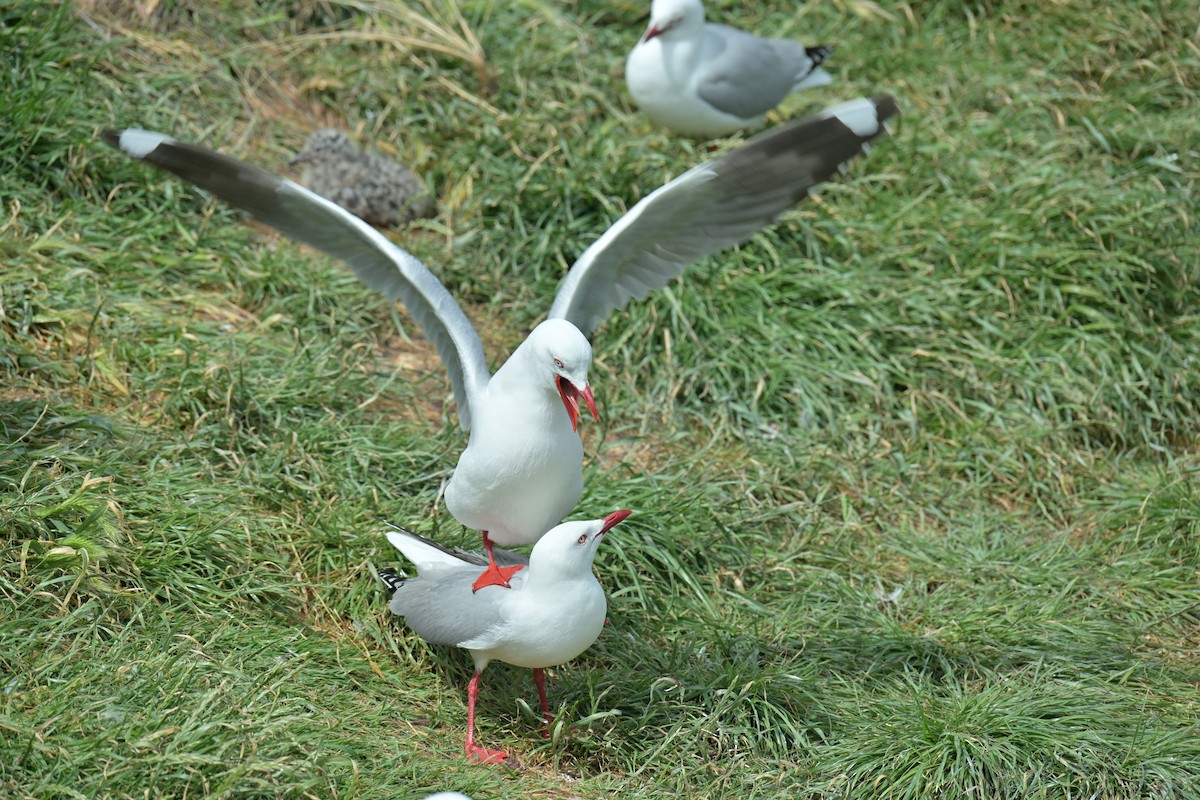 Мартин австралійський - ML647650449