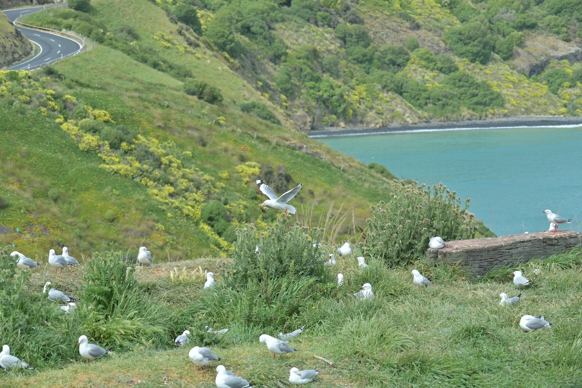 Мартин австралійський - ML647650454