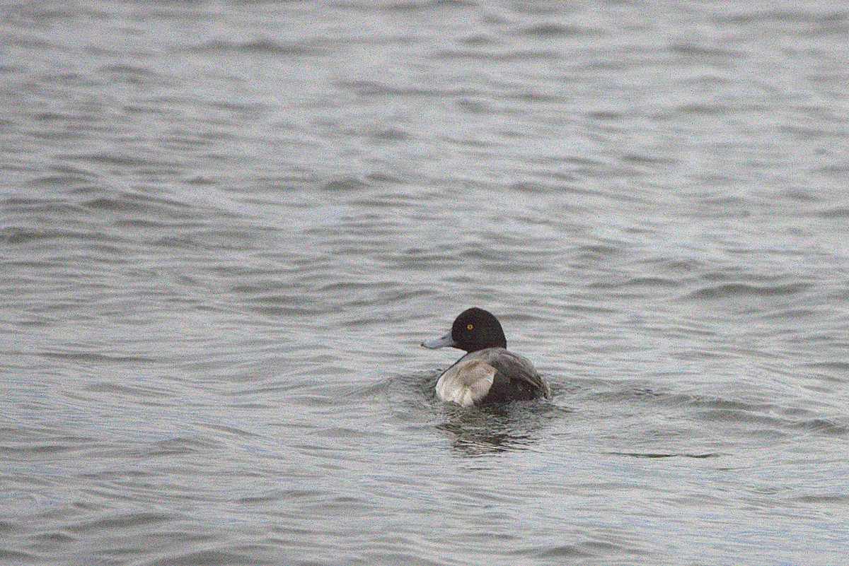 Морская чернеть - ML647650468