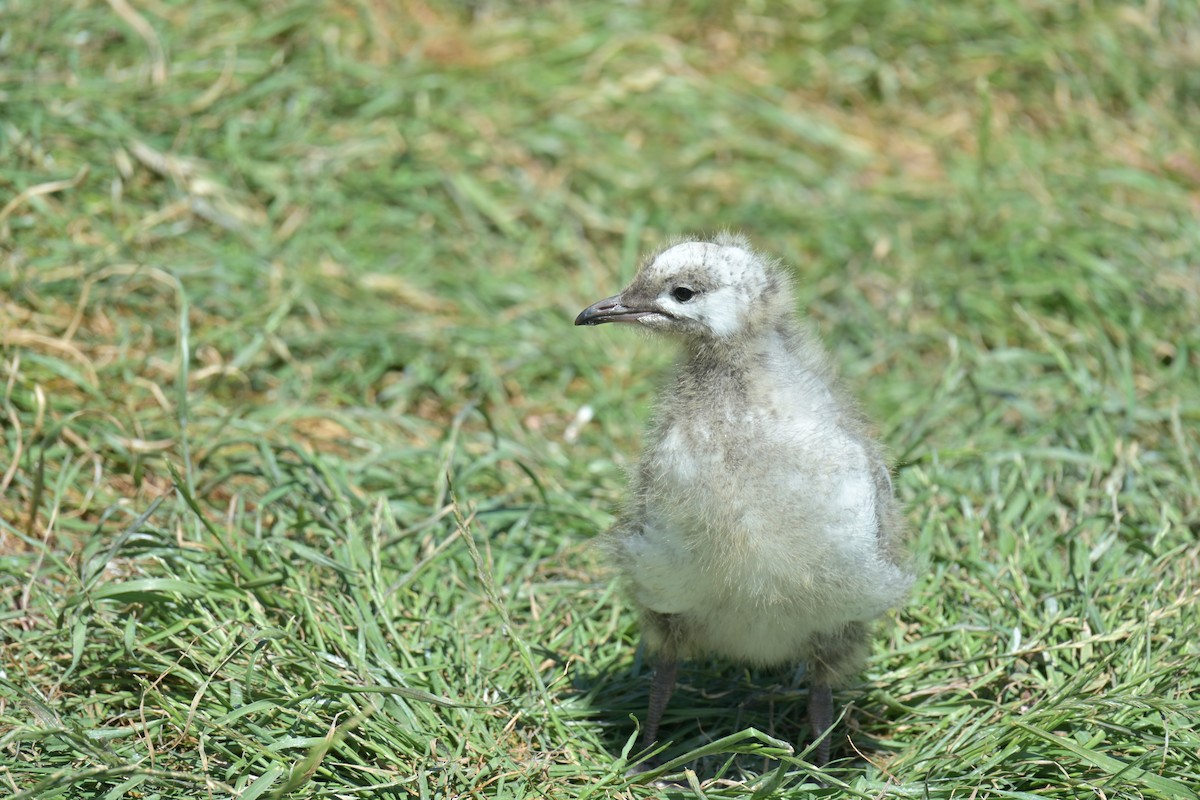 Мартин австралійський - ML647650493