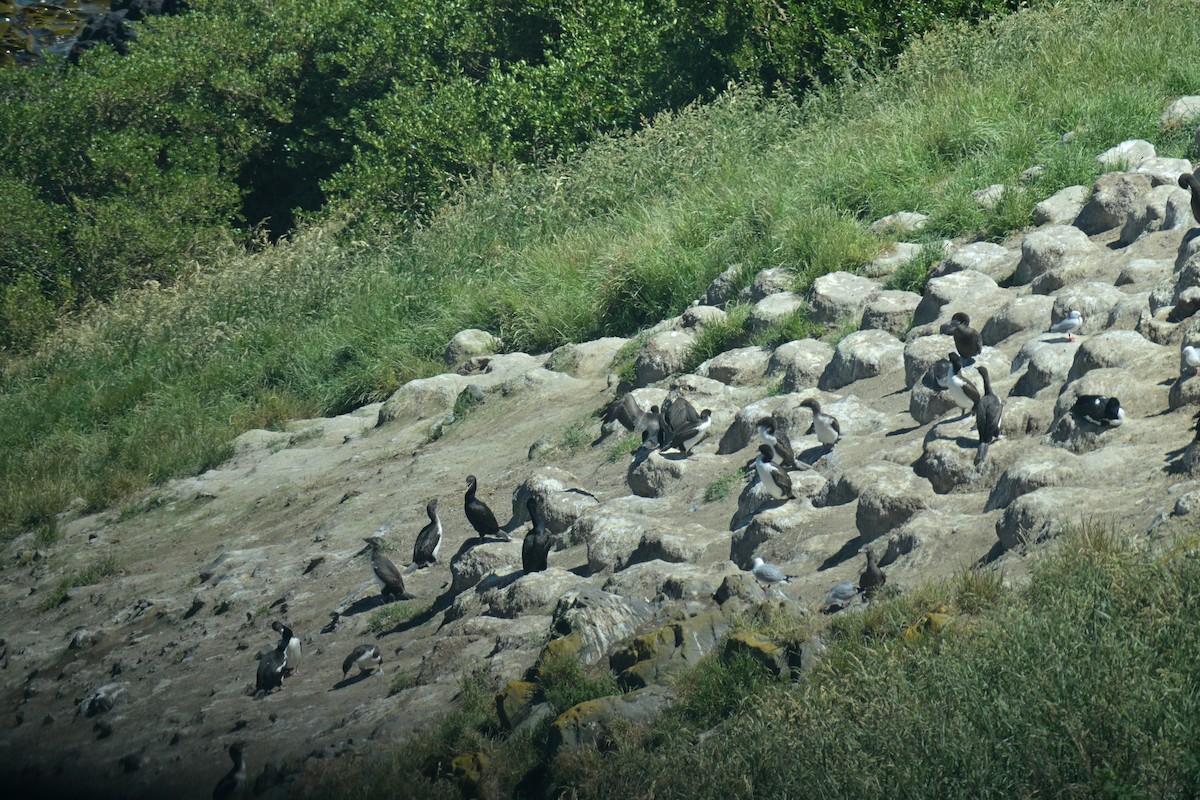 Баклан бронзовий (підвид chalconotus) - ML647650504