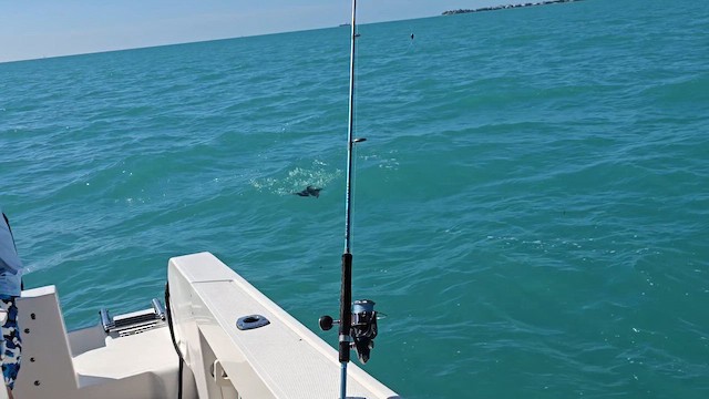 Серый буревестник - ML647650521