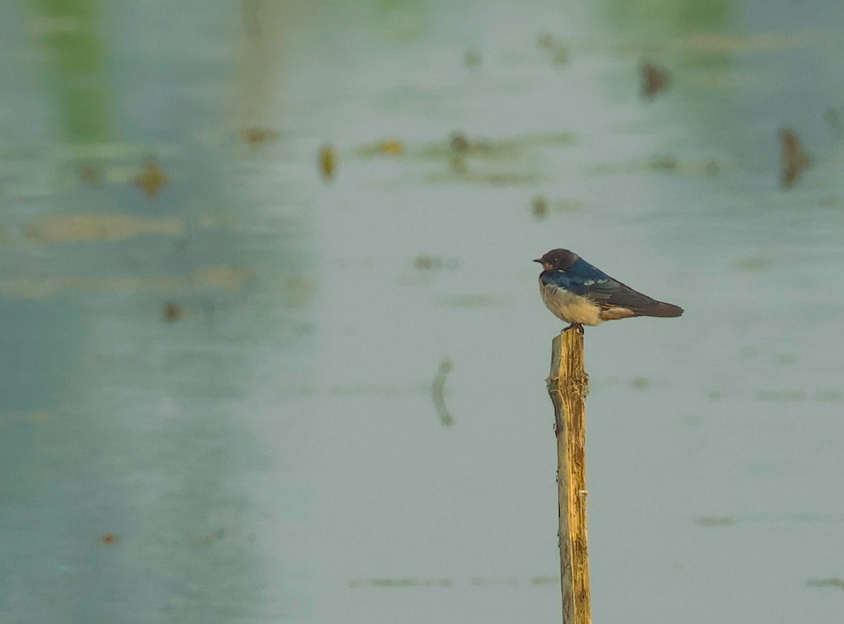 Ластівка сільська - ML647650523