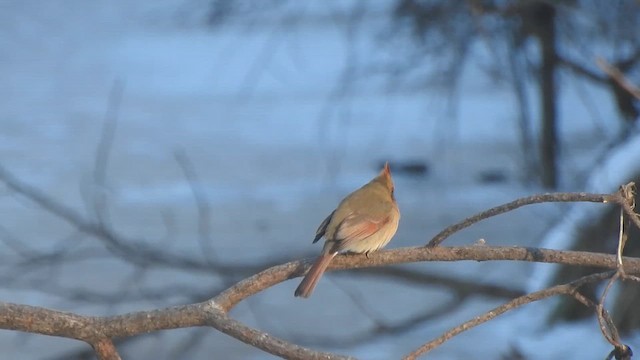 Красный кардинал - ML647650528