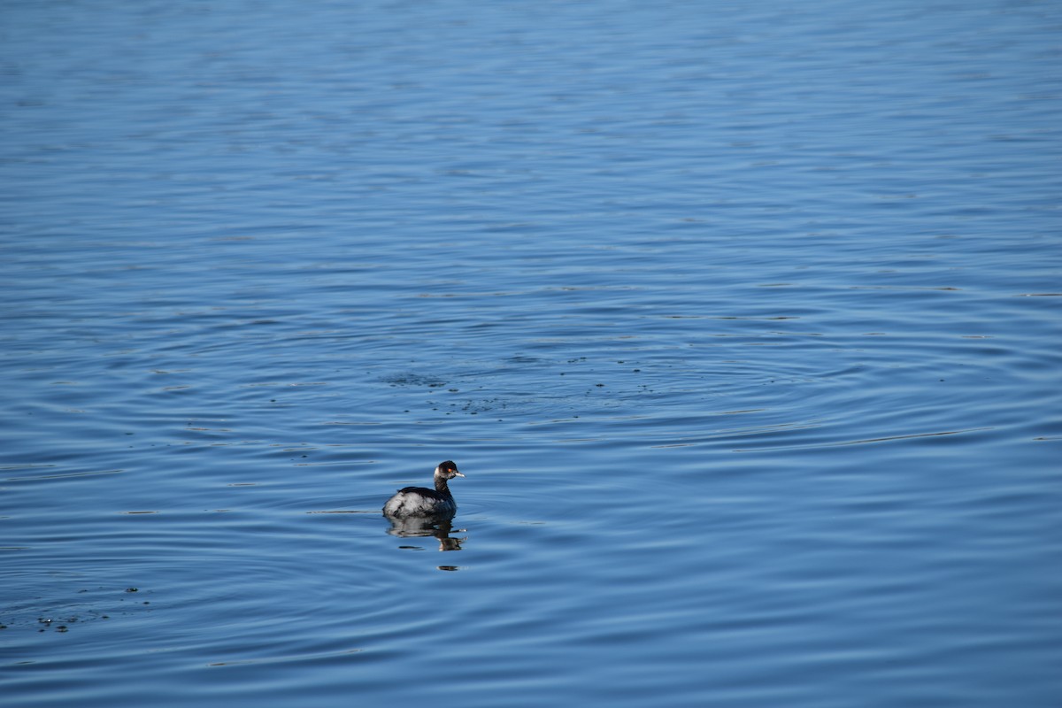 Grèbe à cou noir - ML647650546