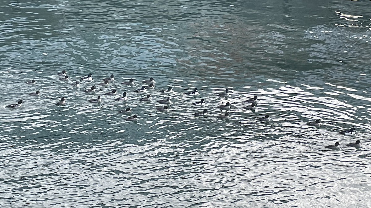 Murgilari islandiarra - ML647650547