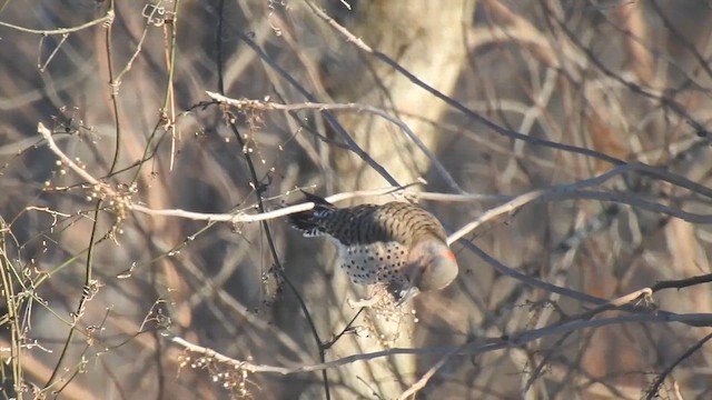 Шилоклювый дятел - ML647650548