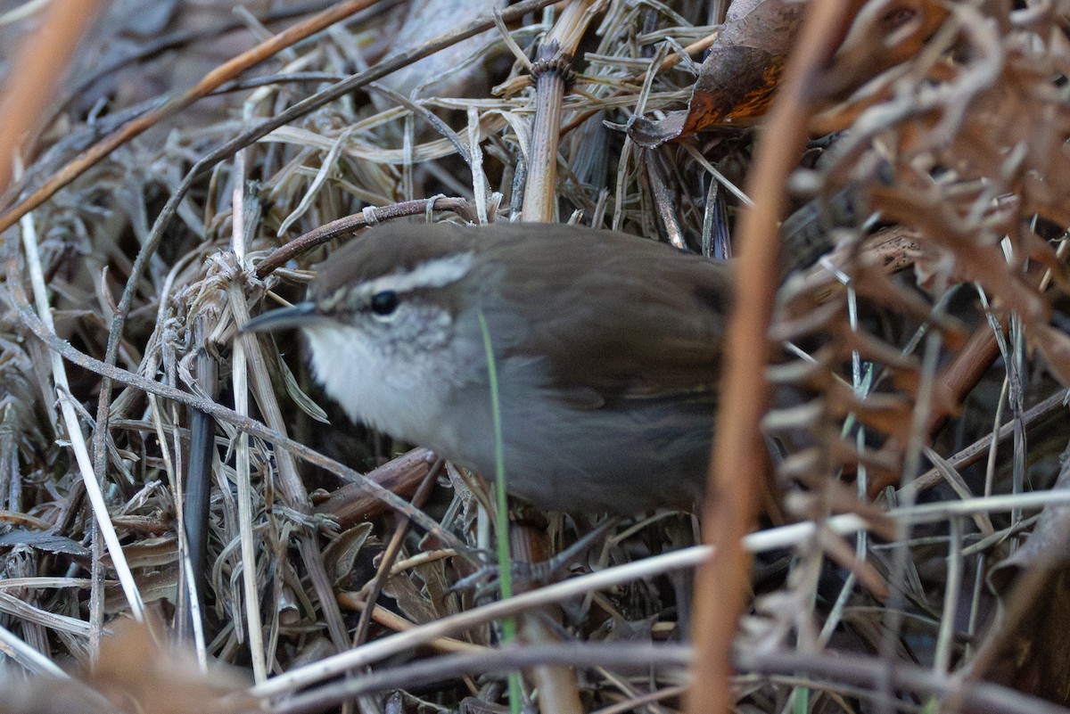 Bewick's Wren - ML647650551