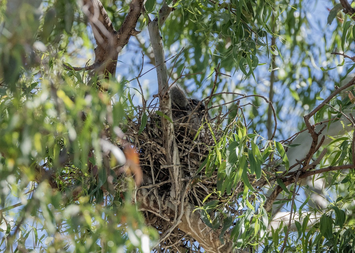 White-faced Heron - ML647650552
