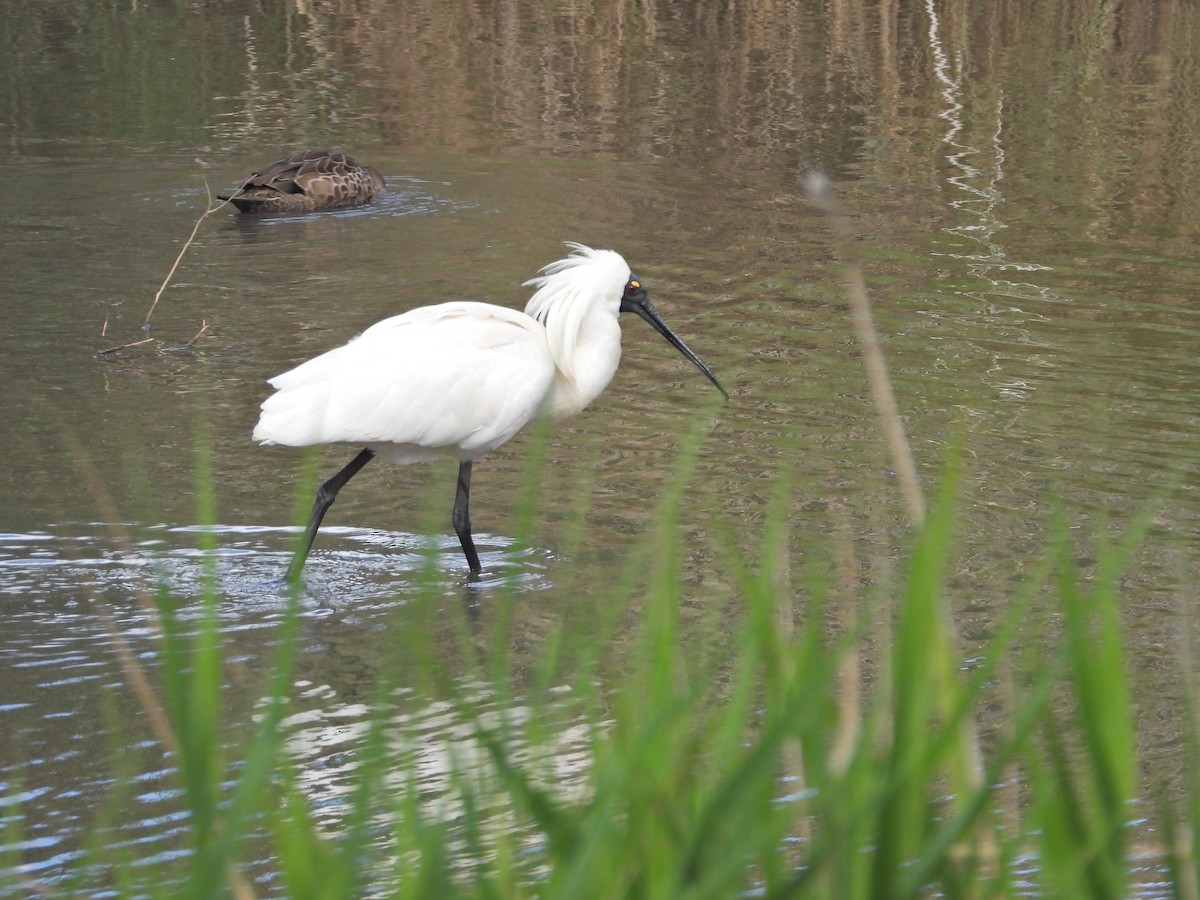 Косар королівський - ML647650553