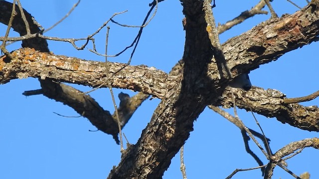 Каролинский поползень - ML647650556