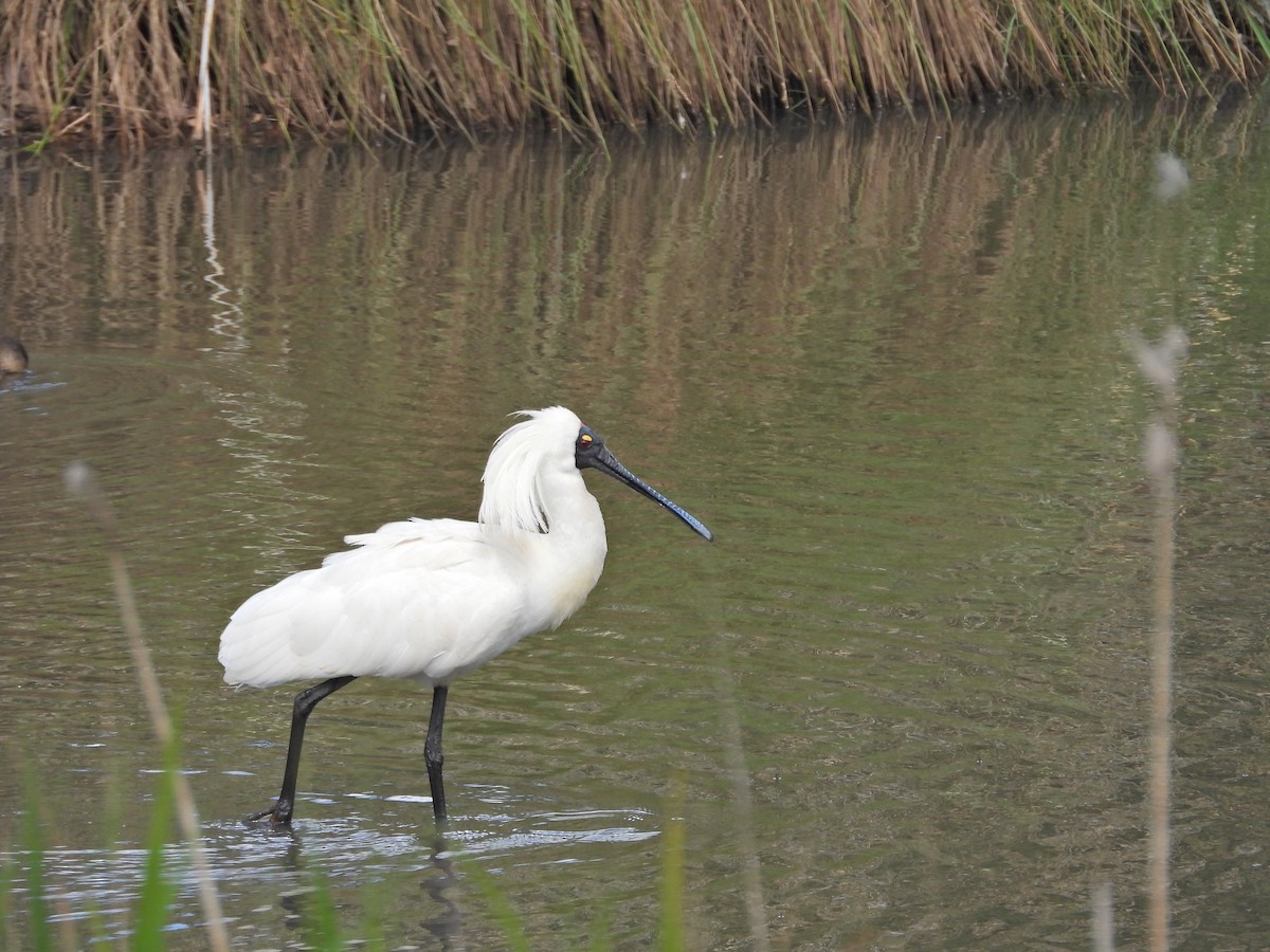 Косар королівський - ML647650562
