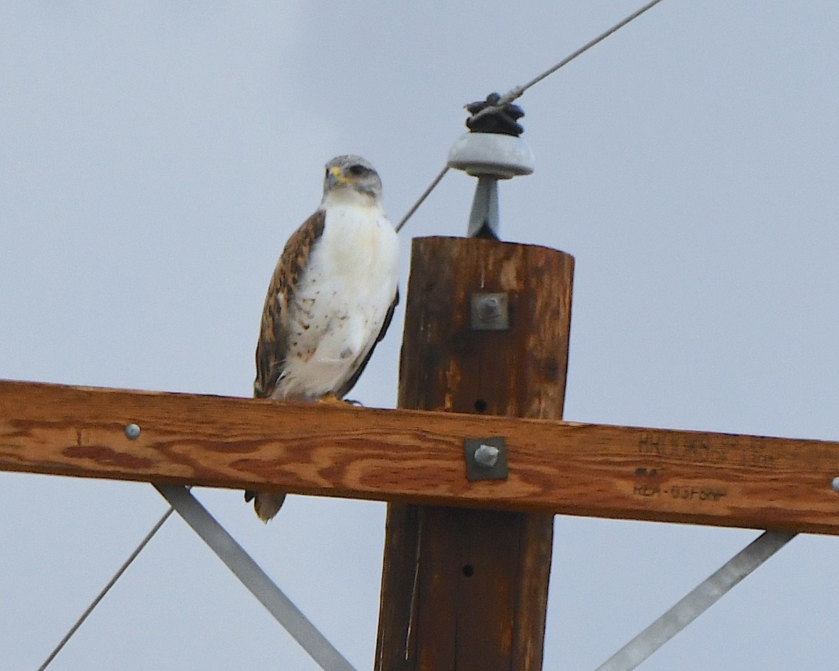 kongevåk - ML647650580