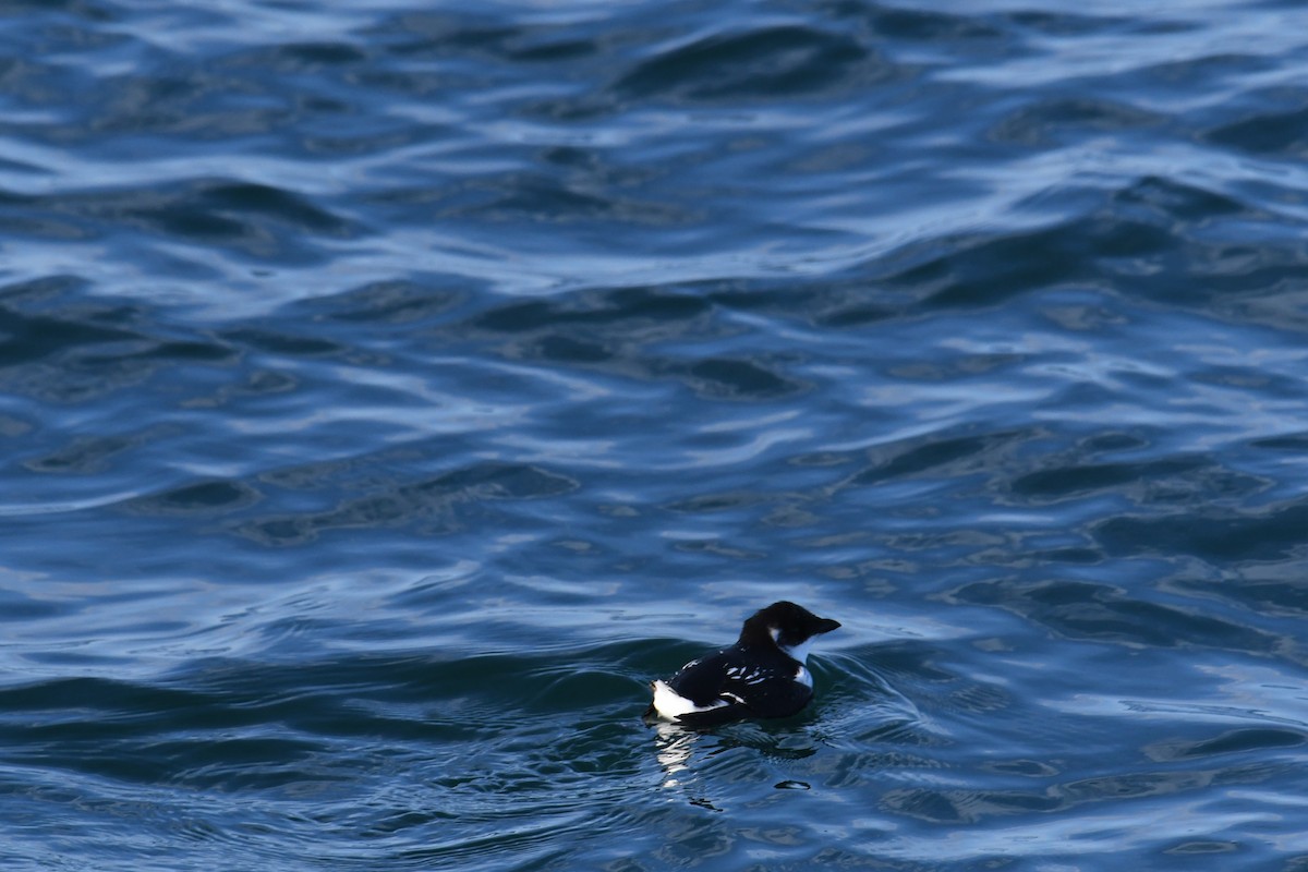 אלקה גמדית - ML647650582