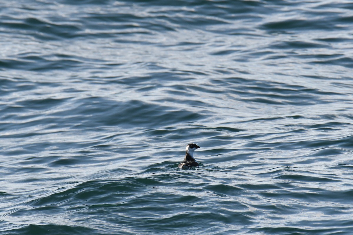 אלקה גמדית - ML647650584