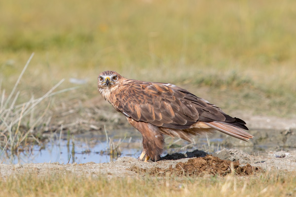 káně bělochvostá - ML647650585