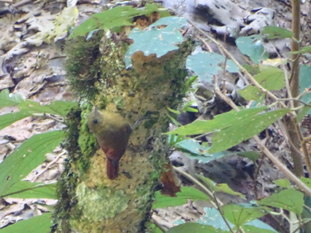 Olivaceous Woodcreeper - ML647650620