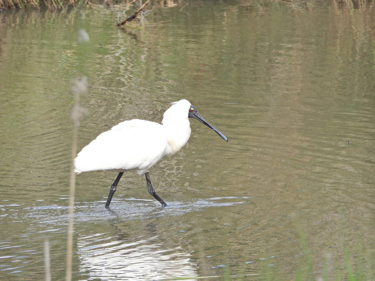 Косар королівський - ML647650643