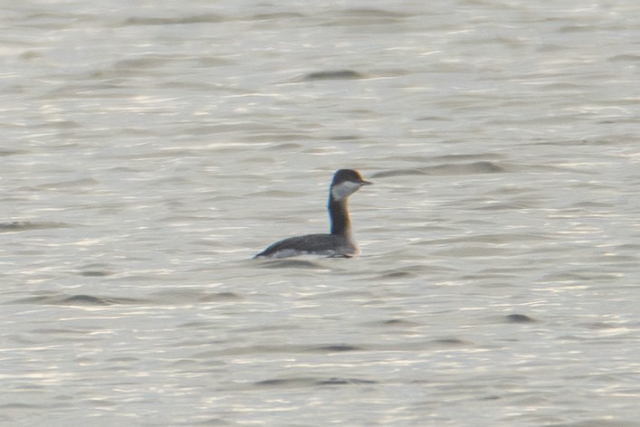 Красношейная поганка - ML647650686