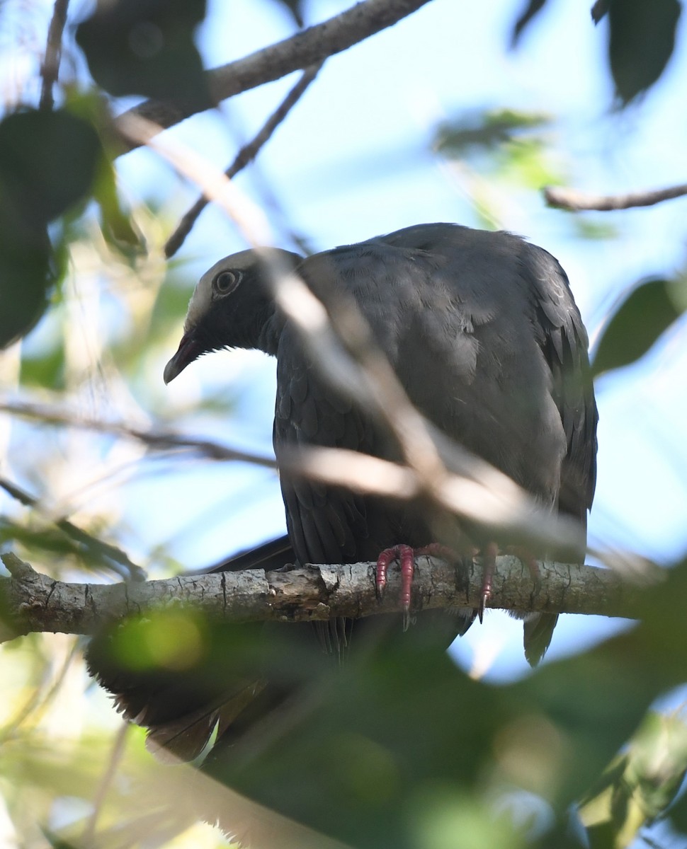 White-crowned Pigeon - ML647650701