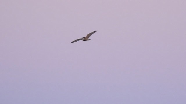 Болотная сова - ML647650705