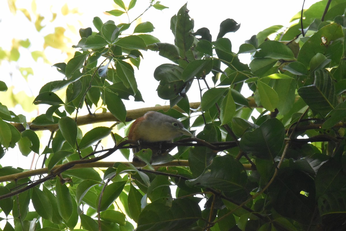 brunmalkoha - ML647650706