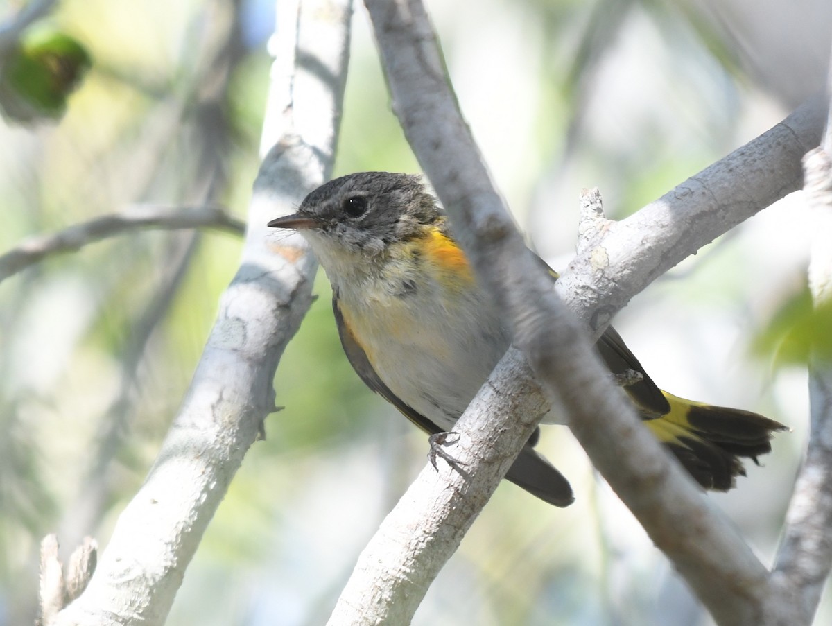 Kızıl Kuyruklu Ötleğen - ML647650717