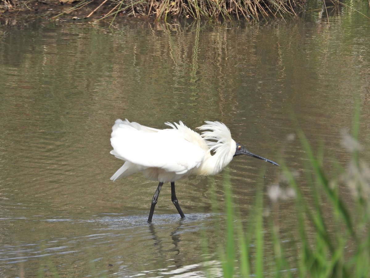 Косар королівський - ML647650719